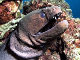giant-moray-eels-gymnothorax-javanicus-close-up-shot-680x510